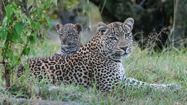 Africa-Kenya-Maasai Mara National Reserve Close-up of leopard mother and cub